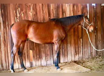 Pura sangre inglés, Caballo castrado, 14 años, 165 cm, Castaño rojizo