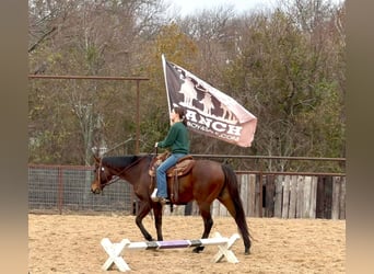 Pura sangre inglés, Caballo castrado, 14 años, 165 cm, Castaño rojizo