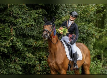 Pura sangre inglés, Caballo castrado, 14 años, 167 cm, Castaño rojizo