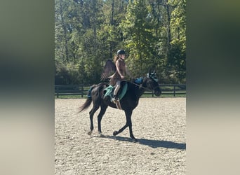 Pura sangre inglés, Caballo castrado, 15 años, 165 cm, Negro