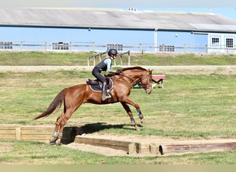 Pura sangre inglés, Caballo castrado, 15 años, 170 cm, Alazán-tostado