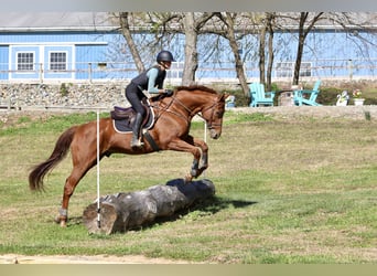 Pura sangre inglés, Caballo castrado, 15 años, 170 cm, Alazán-tostado