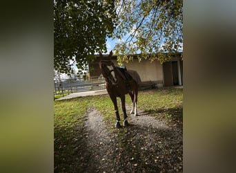 Pura sangre inglés, Caballo castrado, 15 años, 174 cm, Alazán