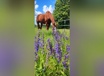 Pura sangre inglés, Caballo castrado, 15 años, 174 cm, Alazán