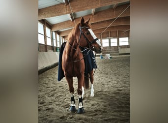 Pura sangre inglés, Caballo castrado, 15 años, 174 cm, Alazán