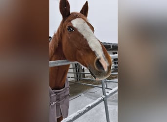 Pura sangre inglés, Caballo castrado, 15 años, 174 cm, Alazán