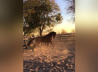 Pura sangre inglés, Caballo castrado, 16 años, 160 cm, Castaño oscuro