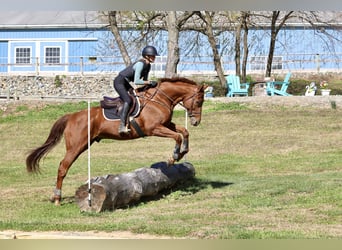 Pura sangre inglés, Caballo castrado, 16 años, 170 cm, Alazán-tostado