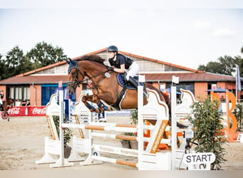 Pura sangre inglés, Caballo castrado, 17 años, 168 cm, Alazán-tostado