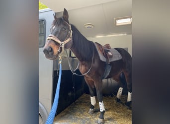 Pura sangre inglés, Caballo castrado, 17 años, 170 cm, Castaño oscuro