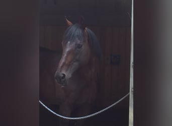 Pura sangre inglés, Caballo castrado, 17 años, 170 cm, Castaño oscuro