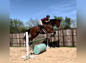 Pura sangre inglés, Caballo castrado, 17 años, 173 cm, Castaño rojizo