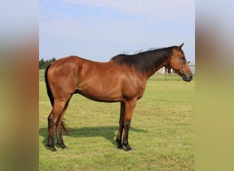 Pura sangre inglés, Caballo castrado, 17 años, 173 cm, Castaño rojizo