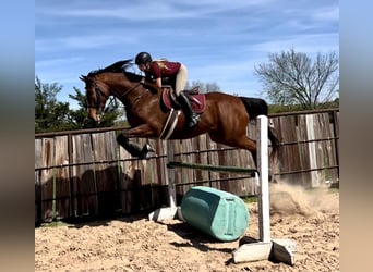 Pura sangre inglés, Caballo castrado, 17 años, 173 cm, Castaño rojizo