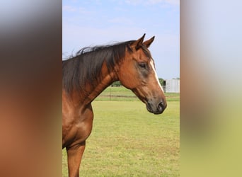 Pura sangre inglés, Caballo castrado, 17 años, 173 cm, Castaño rojizo