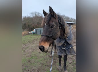 Pura sangre inglés, Caballo castrado, 18 años