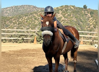 Pura sangre inglés, Caballo castrado, 20 años, 152 cm, Castaño rojizo