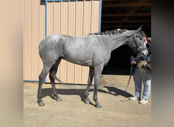 Pura sangre inglés, Caballo castrado, 2 años, 163 cm, Tordo