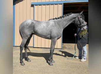 Pura sangre inglés, Caballo castrado, 2 años, 163 cm, Tordo