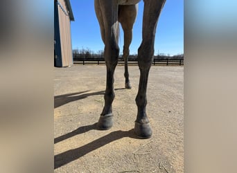 Pura sangre inglés, Caballo castrado, 2 años, 163 cm, Tordo