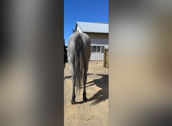 Pura sangre inglés, Caballo castrado, 2 años, 163 cm, Tordo