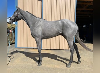 Pura sangre inglés, Caballo castrado, 2 años, 163 cm, Tordo