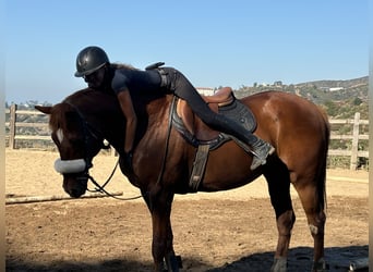 Pura sangre inglés Mestizo, Caballo castrado, 32 años, Castaño rojizo