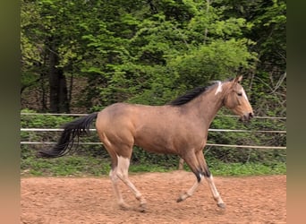 Pura sangre inglés Mestizo, Caballo castrado, 3 años, 153 cm, Pío
