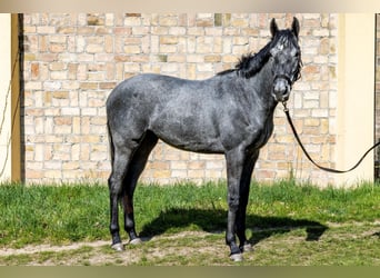 Pura sangre inglés, Caballo castrado, 3 años, 160 cm, Tordo rodado