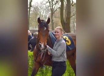 Pura sangre inglés, Caballo castrado, 3 años, 162 cm, Castaño