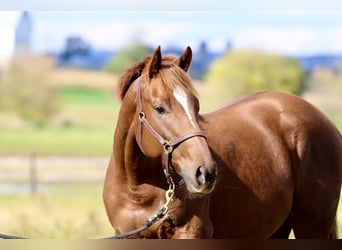 Pura sangre inglés, Caballo castrado, 3 años, 163 cm, Alazán-tostado