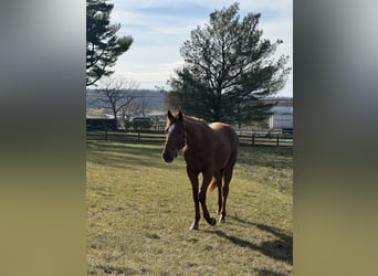 Pura sangre inglés, Caballo castrado, 3 años, 163 cm, Alazán-tostado