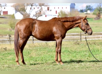 Pura sangre inglés, Caballo castrado, 3 años, 163 cm, Alazán-tostado