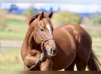 Pura sangre inglés, Caballo castrado, 3 años, 163 cm, Alazán-tostado