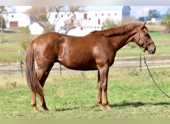 Pura sangre inglés, Caballo castrado, 3 años, 163 cm, Alazán-tostado