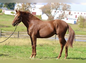 Pura sangre inglés, Caballo castrado, 3 años, 163 cm, Alazán-tostado