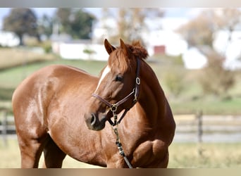 Pura sangre inglés, Caballo castrado, 3 años, 163 cm, Alazán-tostado