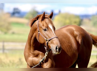 Pura sangre inglés, Caballo castrado, 3 años, 163 cm, Alazán-tostado