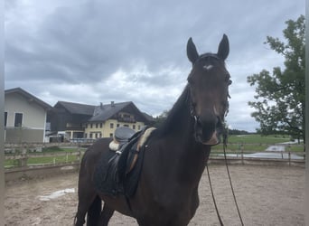 Pura sangre inglés, Caballo castrado, 3 años, 167 cm, Morcillo