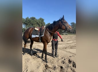 Pura sangre inglés, Caballo castrado, 3 años, 169 cm, Castaño