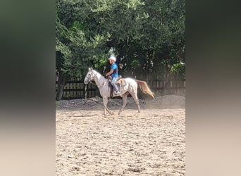 Pura sangre inglés, Caballo castrado, 3 años, Tordo