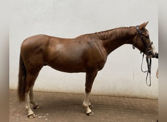 Pura sangre inglés Mestizo, Caballo castrado, 4 años, 147 cm, Alazán-tostado