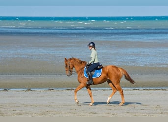 Pura sangre inglés, Caballo castrado, 4 años, 157 cm, Castaño