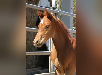 Pura sangre inglés, Caballo castrado, 4 años, 160 cm, Alazán