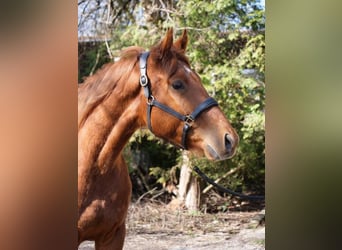 Pura sangre inglés, Caballo castrado, 4 años, 160 cm, Alazán