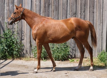 Pura sangre inglés, Caballo castrado, 4 años, 160 cm, Alazán