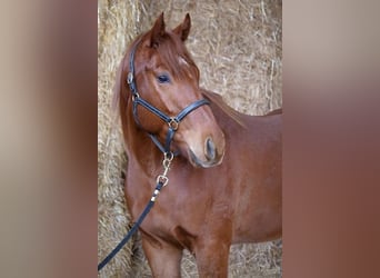 Pura sangre inglés, Caballo castrado, 4 años, 160 cm, Alazán