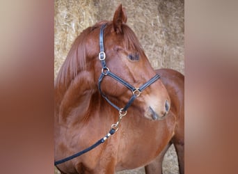 Pura sangre inglés, Caballo castrado, 4 años, 160 cm, Alazán