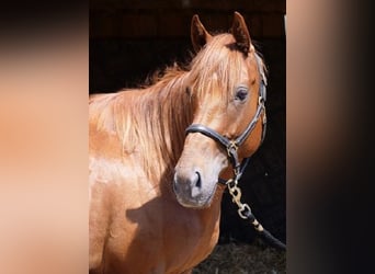 Pura sangre inglés, Caballo castrado, 4 años, 160 cm, Alazán