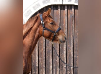 Pura sangre inglés, Caballo castrado, 4 años, 160 cm, Alazán